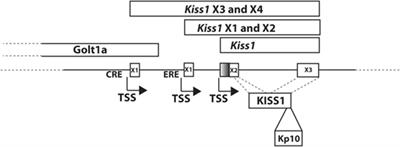 The Emerging Role(s) for Kisspeptin in Metabolism in Mammals